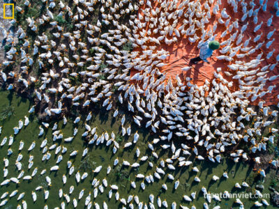 Farmer with flock of ducks, Hanoi, Vietnam