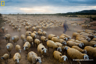 Shepherd with herd of sheep, Ninh Thuan, Vietnam