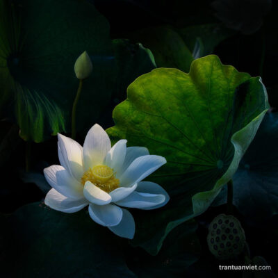 Lotus Vietnam Photo Prints