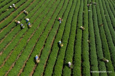 Tea pickers in Bao Loc, Vietnam