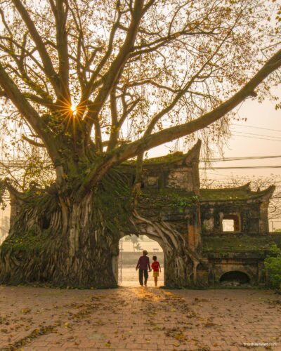 Vietnam ancient gate with banyan tree