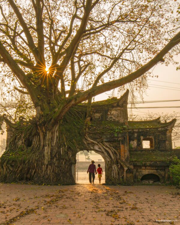 Vietnam Ancient Gate with Banyan Tree